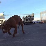 不論是誰向牠靠近,狗狗都充滿戒心向後逃開,彷彿懼怕著什麼似的