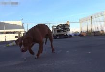 不論是誰向牠靠近,狗狗都充滿戒心向後逃開,彷彿懼怕著什麼似的