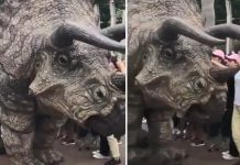 真實版《侏羅紀公園》!三角龍霸氣逛大街 突然「停下腳步和同伴打招呼」網嗨翻:恐龍復活了