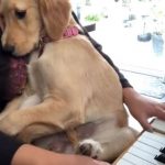 狗狗感性聽著《鐵達尼號主題曲》 趴在主人懷裡隨時淚崩