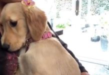 狗狗感性聽著《鐵達尼號主題曲》 趴在主人懷裡隨時淚崩