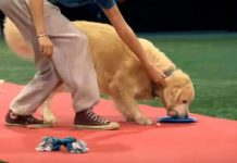 黃金獵犬是深受人們喜愛的犬種,牠們熱情友善,又天真活潑