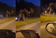 山神獸現身!公路上驚見「超巨型野鹿」逆向行走…鹿比休旅車還大!畫面太美麗
