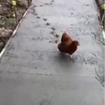 雞仔好奇猛踩未乾水泥 工人崩潰:你別再跑啦!