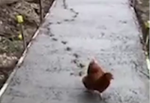 雞仔好奇猛踩未乾水泥 工人崩潰:你別再跑啦!