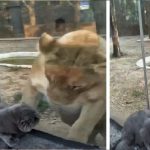 進入動物園的貓咪,成功引起了獅子的注意,這隻大獅子見了人沒反應,偏偏見了這隻貓咪,異常興奮