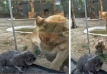 進入動物園的貓咪,成功引起了獅子的注意,這隻大獅子見了人沒反應,偏偏見了這隻貓咪,異常興奮