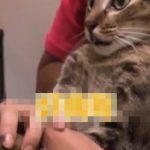 大部分的喵喵都不喜歡剪指甲