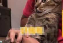 大部分的喵喵都不喜歡剪指甲