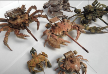 玩食物玩出新境界 他用螃蟹做出「最狂戰車」