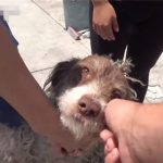 流浪犬在自家院子產下十隻小奶狗 這家人選擇這麼做讓牠們一家團聚