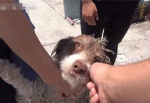 流浪犬在自家院子產下十隻小奶狗 這家人選擇這麼做讓牠們一家團聚