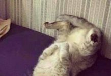 呆萌的喵星人看著媽媽抬腿要紓緩腳酸,它竟有樣學樣「可是姿勢卻讓網友笑到飆淚」!