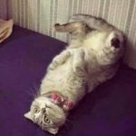 呆萌的喵星人看著媽媽抬腿要紓緩腳酸,它竟有樣學樣「可是姿勢卻讓網友笑到飆淚」!