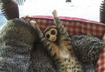 16張可能讓你覺得困惑的照片~真的太有趣了~