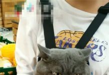 貓主子第一次出門被嚇成仿真貓咪背包!貓:你想把朕帶去哪裡!快護駕!