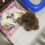 偶當把拔了!母貓生一窩寶寶「貴賓超興奮」 瘋狂傻笑網吐槽:那不是你的種…