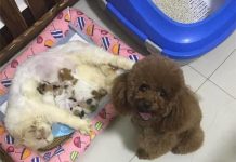 偶當把拔了!母貓生一窩寶寶「貴賓超興奮」 瘋狂傻笑網吐槽:那不是你的種…