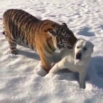 老虎居然會跟狗狗出現超有愛的畫面,留言說:「求狗狗心理陰影面積!」、「老虎其實是在試口味吧~」、「根本就是大喵喵啊~」