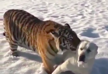 老虎居然會跟狗狗出現超有愛的畫面,留言說:「求狗狗心理陰影面積!」、「老虎其實是在試口味吧~」、「根本就是大喵喵啊~」