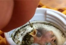 他救下2顆超小的鳥蛋「孵出醜八怪」不斷喊叫 長大後才知道根本賺到了!