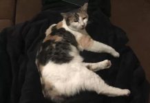 領養到小偷喵!天天叼東西「送馬麻報恩」 最後「居然幹票大的」:賺錢養家~