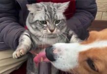 「到嘴的零食」被狗舔了!主子氣得「猛拍牠的頭」:吃了全給我吐出來…