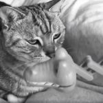 被玩壞了!大膽奴才「公然調戲皇上」牠垮臉怒瞪 一副喵生無戀:給我拖出去斬了!