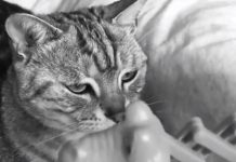 被玩壞了!大膽奴才「公然調戲皇上」牠垮臉怒瞪 一副喵生無戀:給我拖出去斬了!