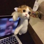 貓咪啃電腦被主人發現,認錯的樣子楚楚可憐,真是委屈極了