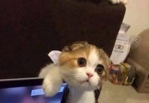 貓咪啃電腦被主人發現,認錯的樣子楚楚可憐,真是委屈極了