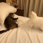 交個朋友啊~同伴出爪不小心勾到 喵皇氣瘋大吼「喵啊啊啊啊」:朕的PP痛阿!