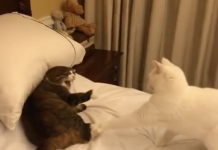 交個朋友啊~同伴出爪不小心勾到 喵皇氣瘋大吼「喵啊啊啊啊」:朕的PP痛阿!