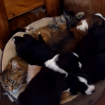 如果撿到一個陌生無助的寶寶,你會善良的將他帶回家照顧嗎?