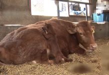 母牛被賣掉「狗狗淚眼喚不回」 直衝新家找對方:不要離開我