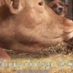 拜託別拆散我們!母牛被賣掉「狗狗淚眼喚不回」 直衝新家找對方:不要離開我