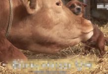 拜託別拆散我們!母牛被賣掉「狗狗淚眼喚不回」 直衝新家找對方:不要離開我