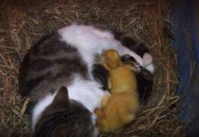 3隻小鴨寶一出生「就沒了老母」 貓媽見狀「收編幫顧視為己出」餵奶畫面超罕見!