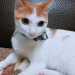 主子「緊抱震動玩具」蹭臉臉 蘇湖快升天網笑:嗑藥了吧?