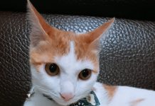 主子「緊抱震動玩具」蹭臉臉 蘇湖快升天網笑:嗑藥了吧?