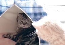 「床床不一樣」嫉妒心爆發 得不到就毀掉:泥也別想睡!