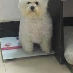 比熊因太醜在寵物店無人問津,被我買回家後老闆後悔虧大了