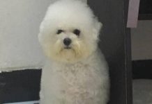 比熊因太醜在寵物店無人問津,被我買回家後老闆後悔虧大了