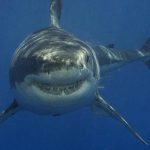 只有肝臟消失 5米大白鯊被「牠」撕裂當早餐吃