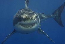 只有肝臟消失 5米大白鯊被「牠」撕裂當早餐吃