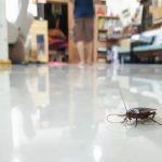 16房客租屋處蟑螂亂竄「孕婦慘睡陽台」 華裔房東竟爽住豪宅