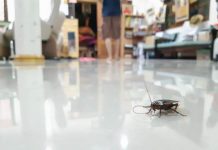 16房客租屋處蟑螂亂竄「孕婦慘睡陽台」 華裔房東竟爽住豪宅