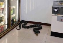 蛇精化身?超商驚現黑色巨蟒 卻不見入侵蹤跡