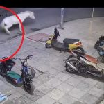 頑童拍打白馬遭狠踢 撞機車慘飛跌落地