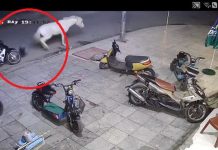 頑童拍打白馬遭狠踢 撞機車慘飛跌落地